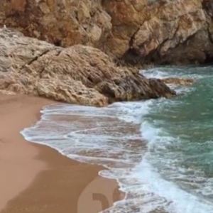Nature videos
